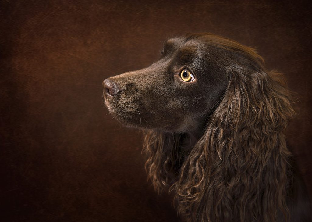 Dog Poop Pickup in Southfield, Michigan