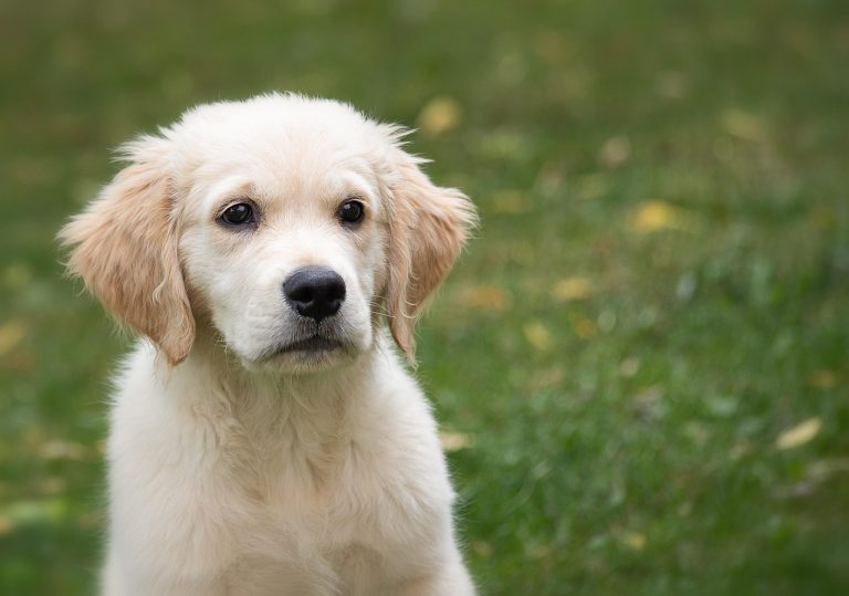 Dog Poop Pickup in Waterford Township, Michigan