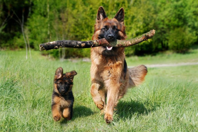 Dog Poop Pickup in Waterford Township, Michigan