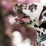 Dog Poop Pickup in Bingham Farms