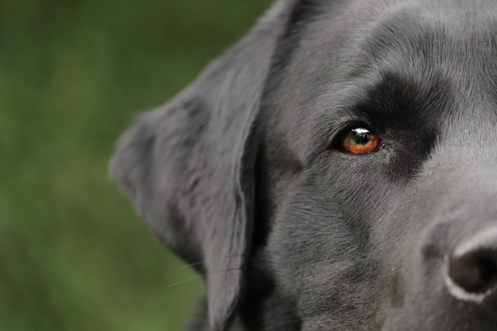 Dog Poop Pickup in Bingham Farms