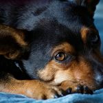 Dog Poop Pickup in Bingham Farms