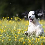 Dog Poop Pickup in Bingham Farms